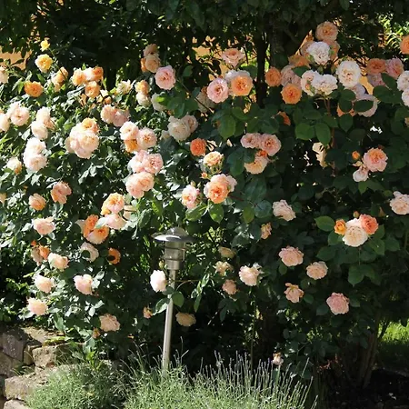Am Rosengarten إبرمانشتات
